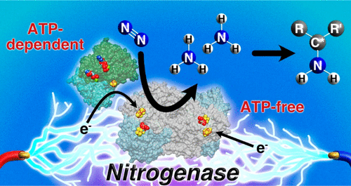 TOC for Milton, R. D.; Minteer, S. D. Nitrogenase Bioelectrochemistry for Synthesis Applications. Accounts of Chemical Research 2019, 52, 3351-3360.