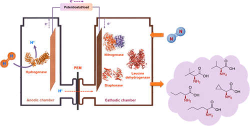 TOC for Chen, H.; Prater, M.B.; Cai, R.; Dong, F.; Chen, H; Minteer, S.D. Bioelectrocatalytic Conversion from N2 to Chiral Amino Acids in a H2/alpha-Keto Acid Enzymatic Fuel Cell. Journal of the American Chemical Society 2020, 142, 4028-4036.